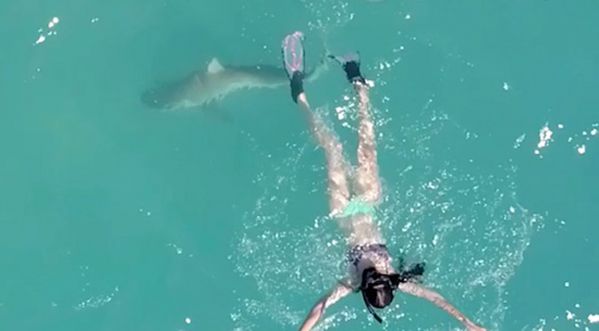 Elle nage et ne se rend pas compte qu’un requin est sur le point d’en faire son dîner