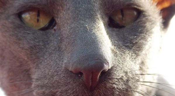 Le chat qui rentre dans ton esprit et qui voit ton âme