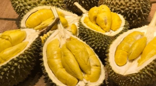Australie : Évacuation d’un campus universitaire à cause d’un fruit