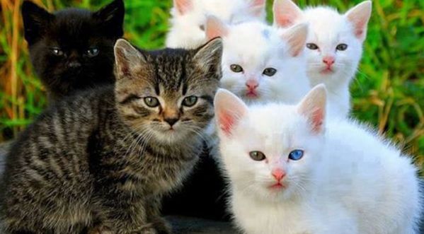 5 choses à savoir avant d’adopter un chat
