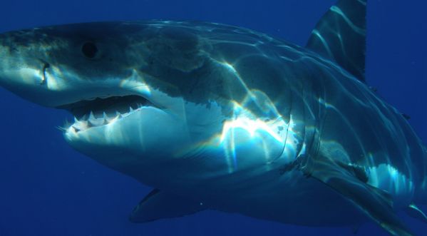 Il va nager en cachette, un requin lui arrache le pénis !