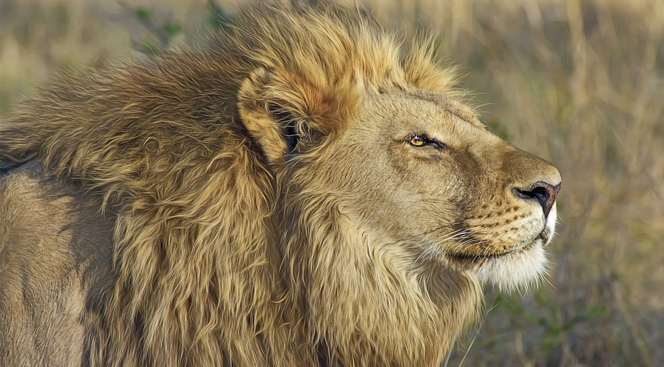 Œil pour œil, dent pour dent : Trois braconniers dévorés par des lions en Afrique du Sud