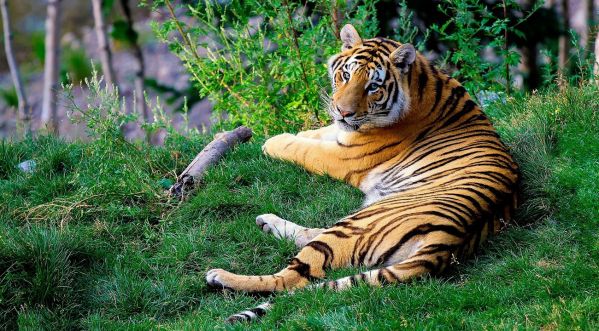 Les Tigres du Bengale ne seront bientôt plus en voie de disparition, grâce à Leonardo DiCaprio