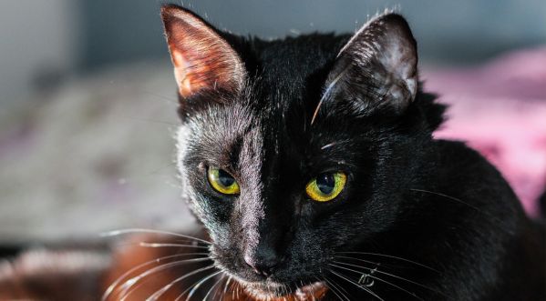Halloween Un Chat Vampire Fait Le Buzz Video Halloween Un Chat Vampire Fait Le Buzz Video