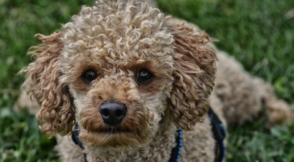 Montpellier : Une cagnotte est lancée pour aider un caniche retrouvé dans une poubelle !