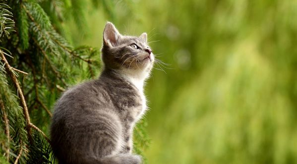 Louer un animal ? Maintenant, c’est possible !