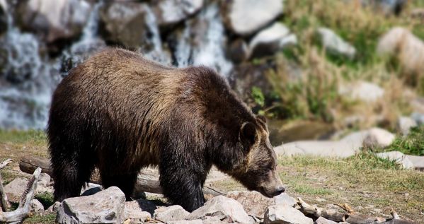 Un juge fédéral a sauvé 700 grizzlis !