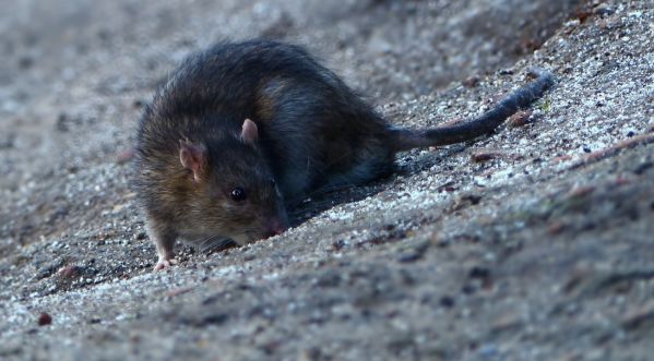 Comment se débarrasser des nuisibles ?