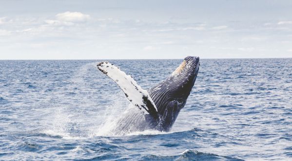 Insolite : Après avoir été avalé par une baleine..il survit ! (Vidéo)