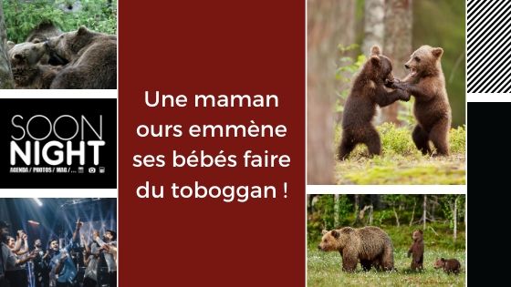 Une maman ours emmène ses bébés faire du toboggan !