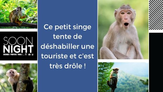 Ce petit singe tente de déshabiller une touriste et c’est très drôle !