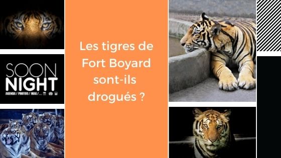 Les tigres de Fort Boyard sont-ils drogués ?