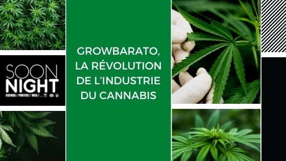 Growbarato, la révolution de l’industrie du cannabis