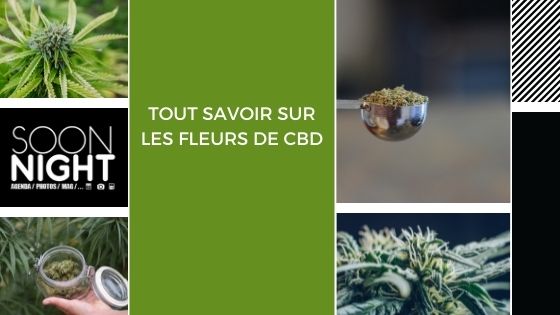 Tout savoir sur les fleurs de CBD