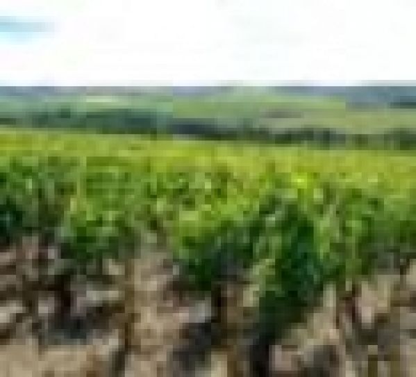 Vendanges 2012 : les premières tendances