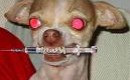 Paris Hilton en deuil?