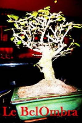 DJ ALESSI Mix Live @ (from BEL OMBRA)