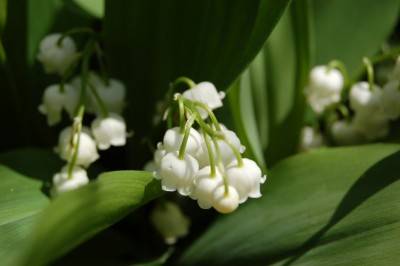 Election de Miss Muguet, Fête du muguet