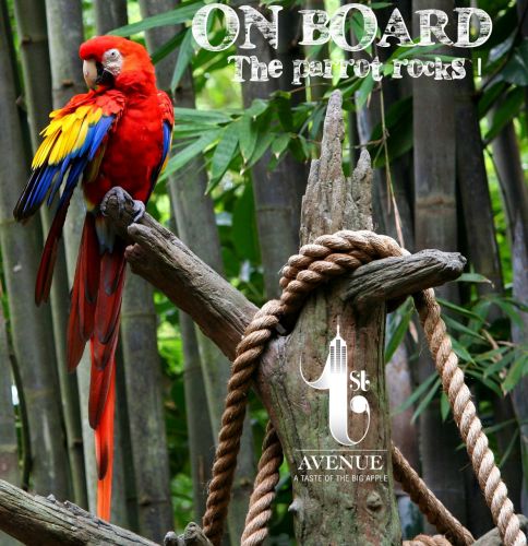 ON BOARD the Parrot rocks !