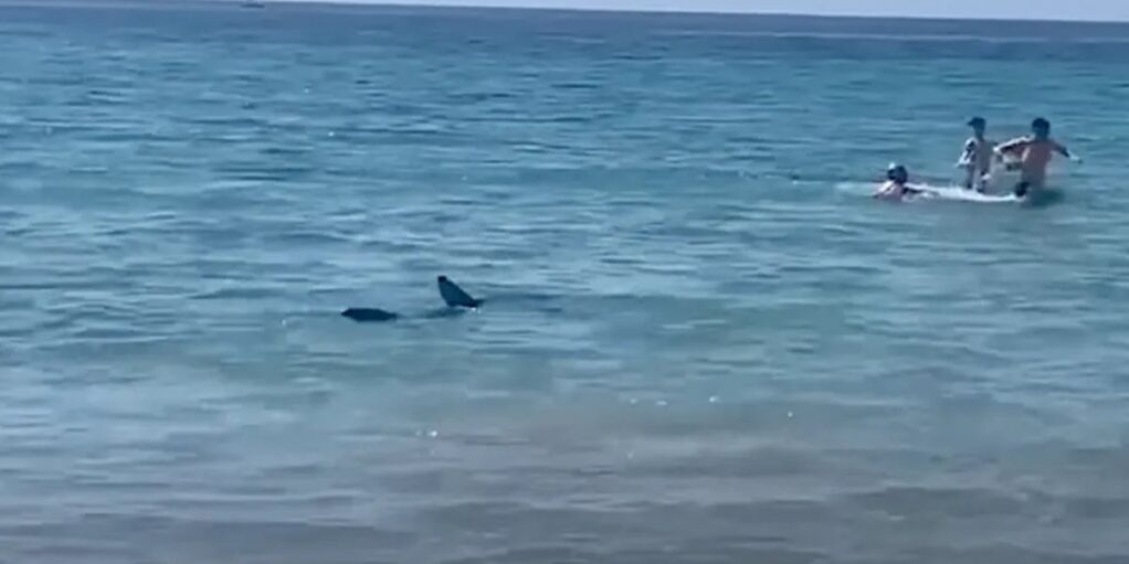 Un requin sème une grosse panique sur une plage à Alicante !