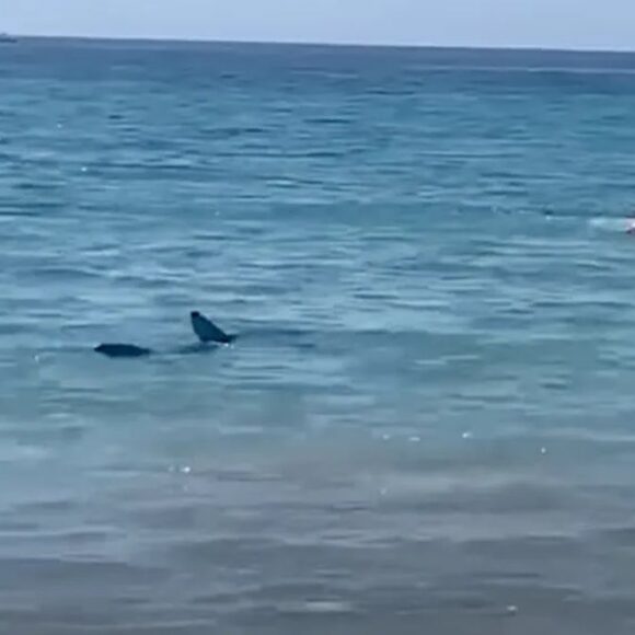 Un requin sème une grosse panique sur une plage à Alicante !