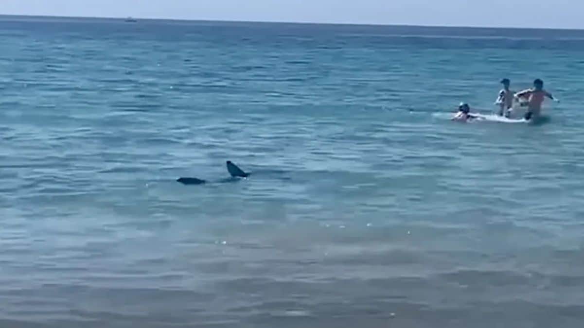 Un requin sème une grosse panique sur une plage à Alicante !