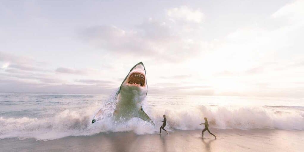 Voici la meilleure réaction à avoir face à un requin !