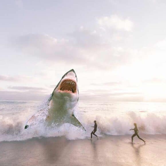 Voici la meilleure réaction à avoir face à un requin !