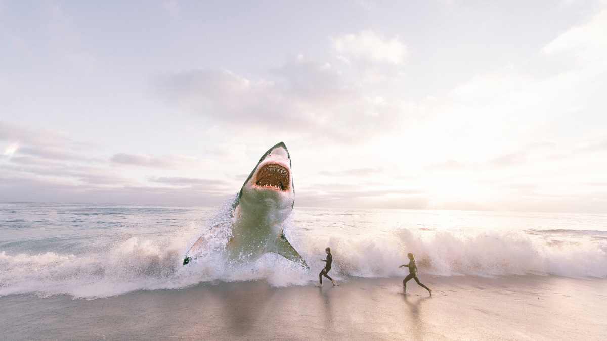 Voici la meilleure réaction à avoir face à un requin !