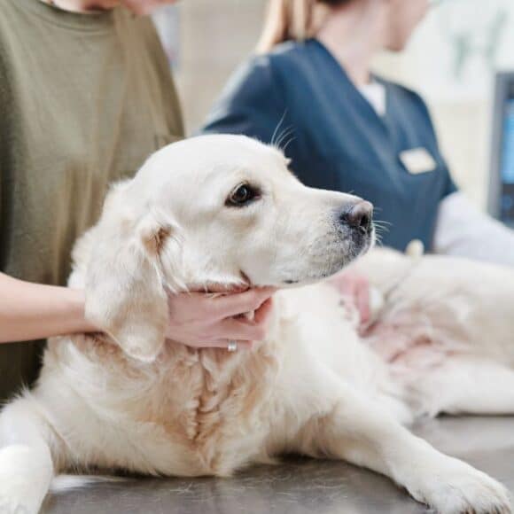 Un vétérinaire découvre une chose hallucinante dans le ventre de ce chien malade !