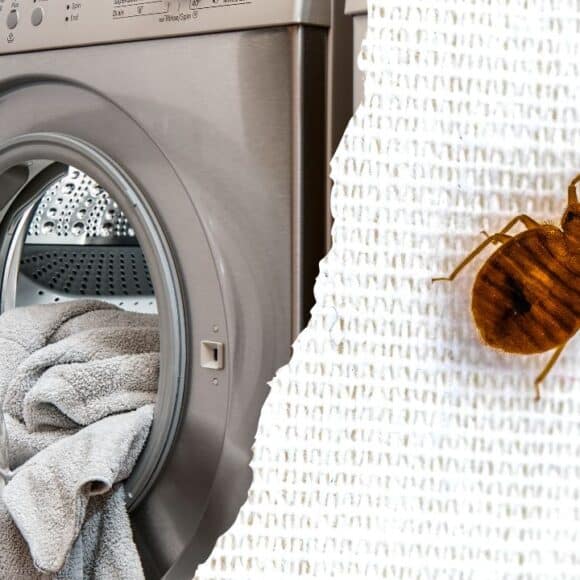 Punaises de lit voici la température idéale pour laver votre linge et s'en débarrasser !