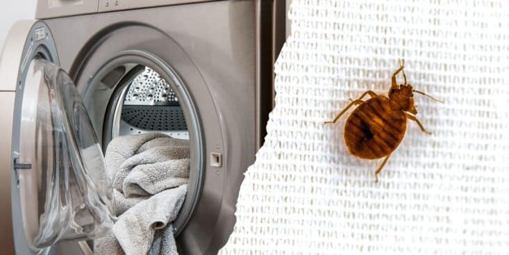 Punaises de lit voici la température idéale pour laver votre linge et s'en débarrasser !