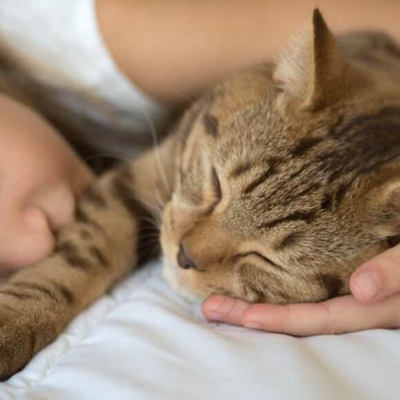Dormir avec son chat bon ou mauvais pour la santé Les experts ont tranché
