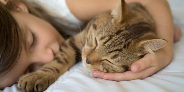 Dormir avec son chat bon ou mauvais pour la santé Les experts ont tranché