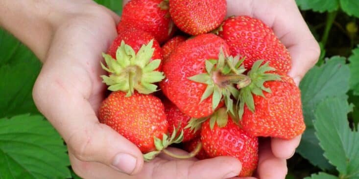 Elle achète une barquette de fraise Lidl et fait une découverte effroyable