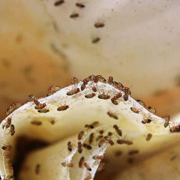 Exterminez tous les moucherons de votre cuisine avec ces 3 astuces super simples à faire