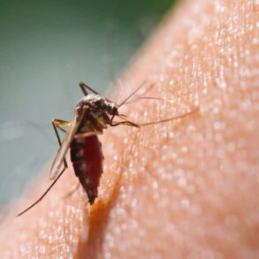 Fini les piqures de moustiques avec ces 6 super astuces naturelles