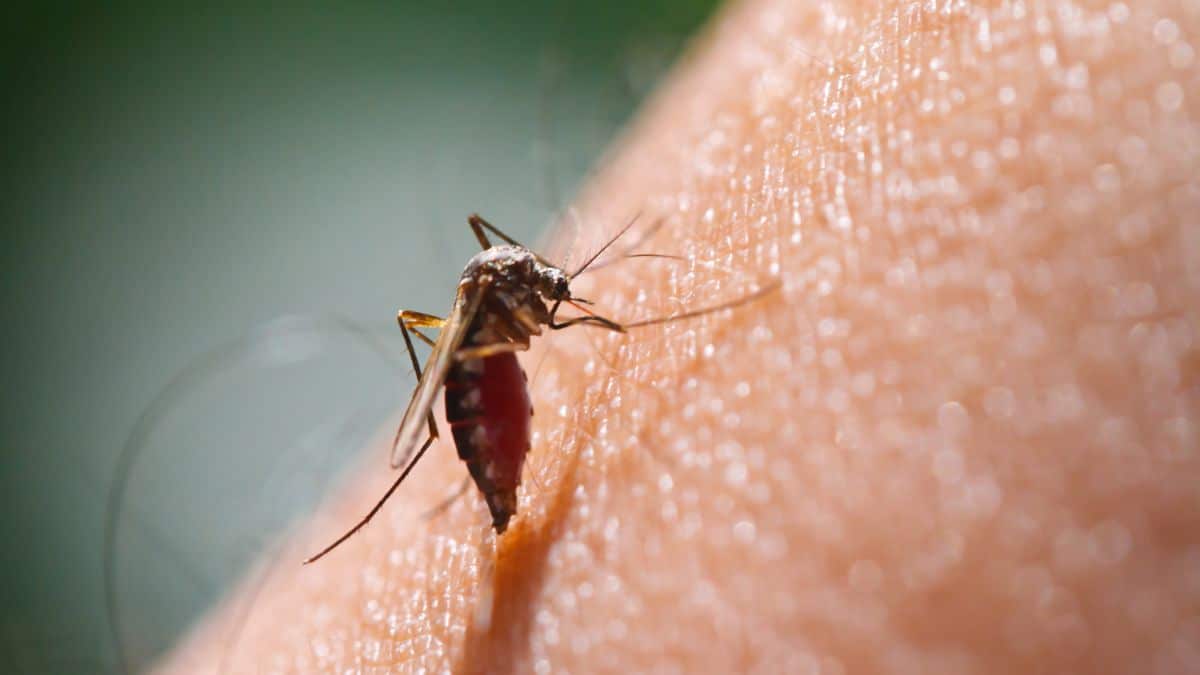 Fini les piqures de moustiques avec ces 6 super astuces naturelles