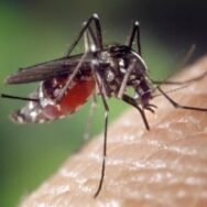 Les 5 meilleures astuces pour se débarrasser des moustiques rapidement