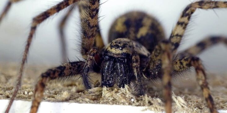 Ces araignées géantes envahissent cette grande ville, c'est la panique générale
