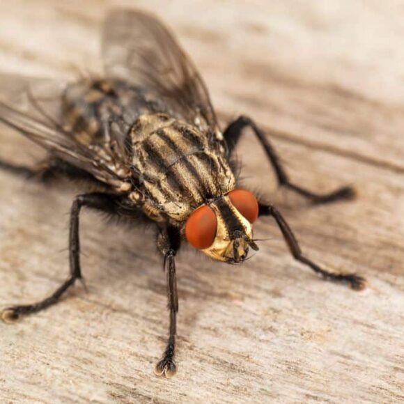 La meilleure astuce pour faire fuir les mouches de chez vous