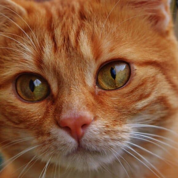 Les races de chats les plus affectueuses