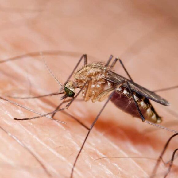La raison pour laquelle les moustiques vous piquent et pas les autres