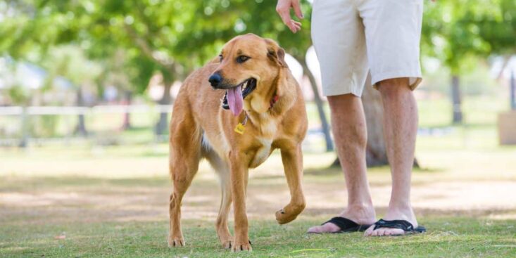 Vous risquez 750 euros d'amende pour cette mauvaise habitude avec votre chien