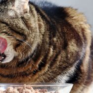 Les meilleures pâtées pour garder votre chat en bonne santé selon ce vétérinaire