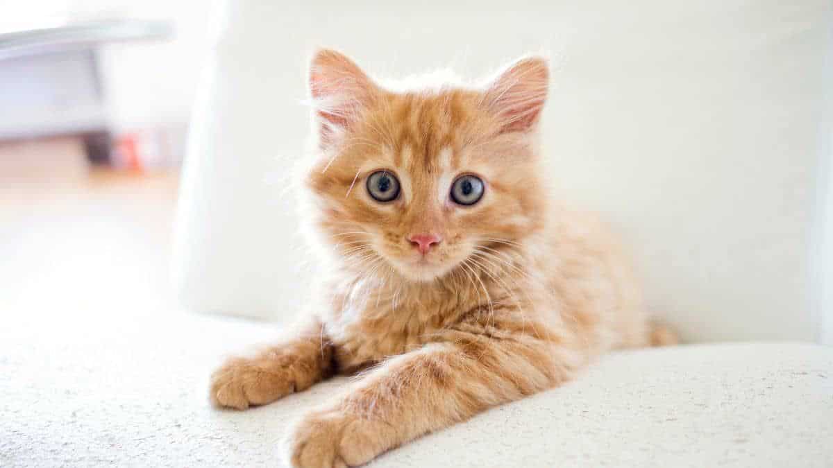 Cette mauvaise nouvelle qui va agacer tous les propriétaires de chat domestique