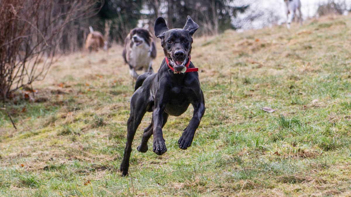 Une amende de 750 euros si vous vous baladez avec votre chien dans ce lieu