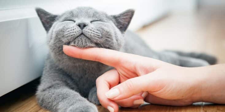 Cette lourde amende pour tous les propriétaires de chats si vous oubliez cette étape importante dans ce pays voisin