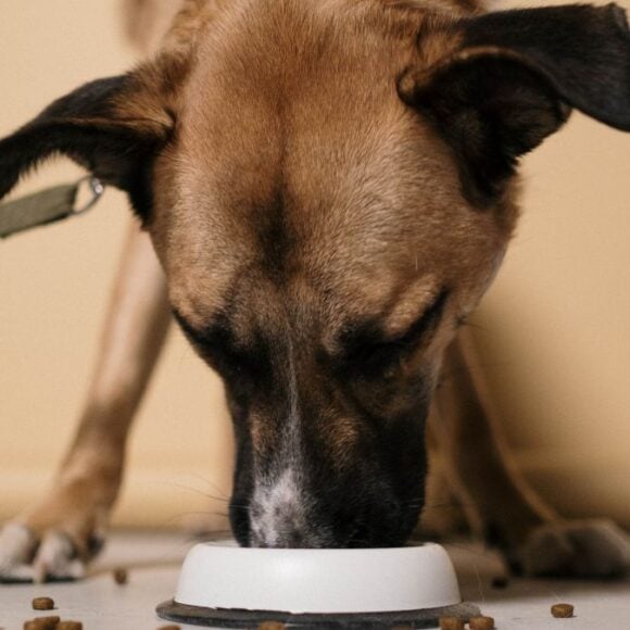 Cette marque de croquettes pour chien est la meilleure au niveau qualité à petit prix