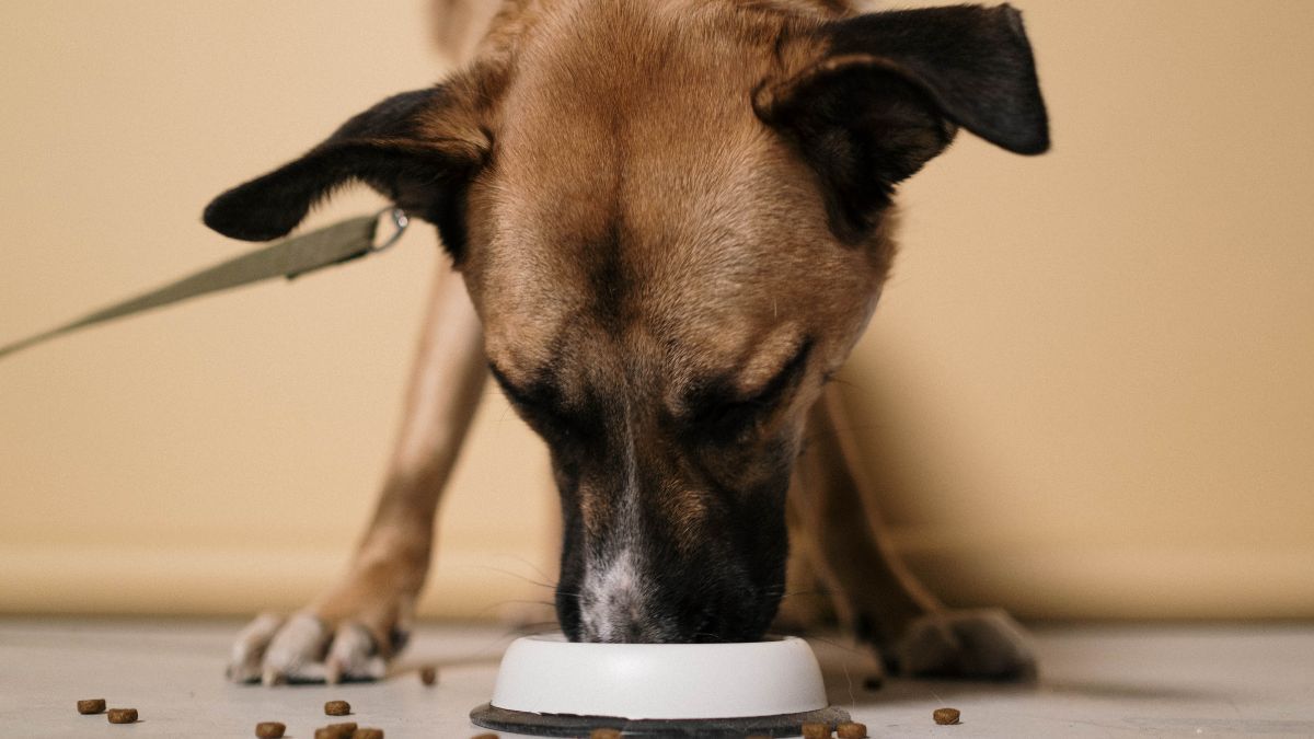 Cette marque de croquettes pour chien est la meilleure au niveau qualité à petit prix